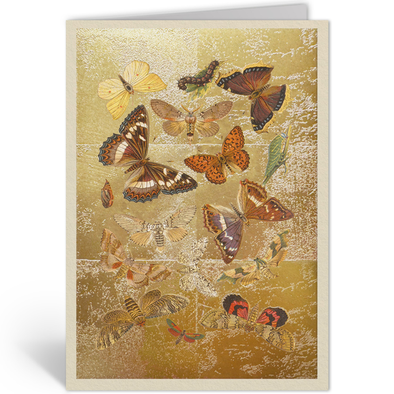 LEPIDOPTERA