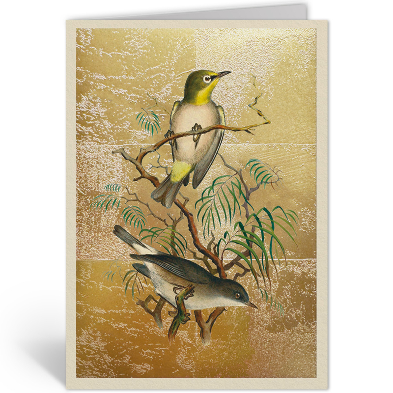 HEUGLIN'S WHITE-EYE