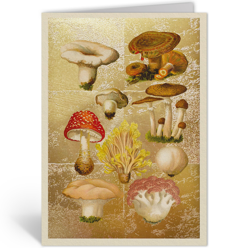FUNGI COLLECTION