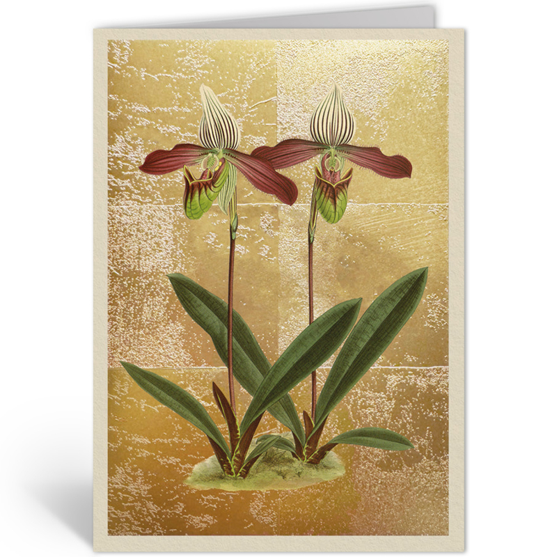 CYPRIPEDIUM MEIRAX