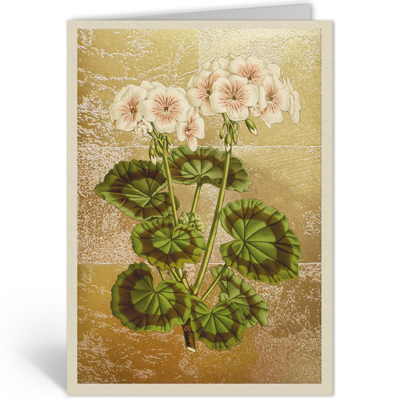 GERANIUM