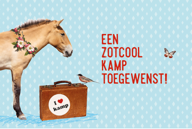 EEN ZOTCOOL KAMP TOEGEWENST