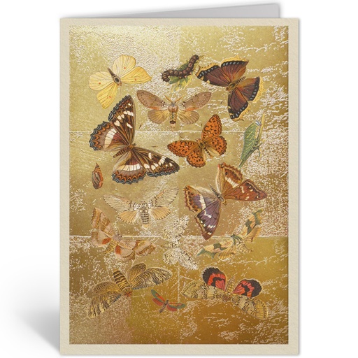 [OHD12004 - NW] LEPIDOPTERA