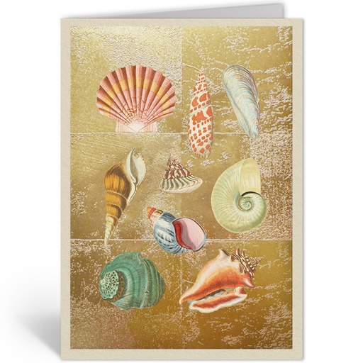 [OHD12006 - NW] SHELL COLLECTION