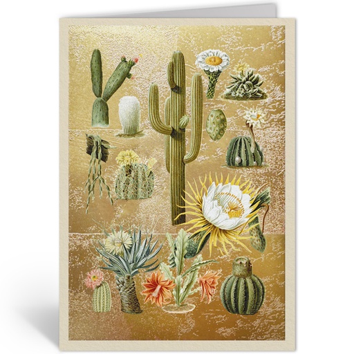 [OHD12008 - NW] CACTI