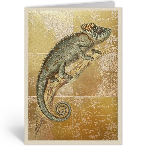 [OHD11992 - NW] CAMELEON VERRUQUEUX