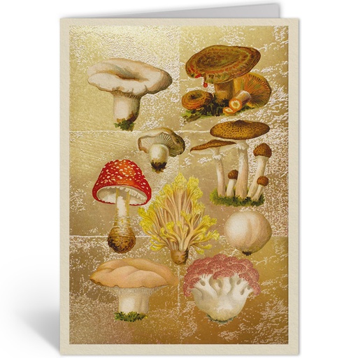 [OHD11993 - NW] FUNGI COLLECTION