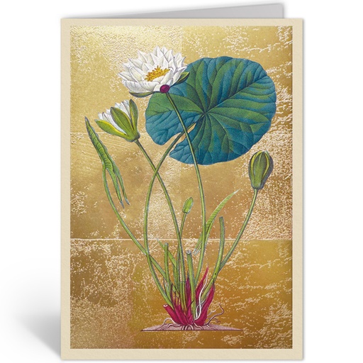 [OHD11995 - NW] POND LILY