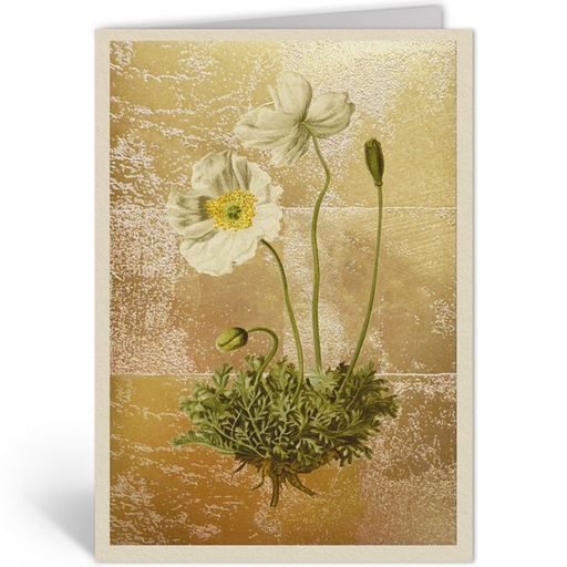 [OHD11991 - NW] PAPAVER ALPINUM