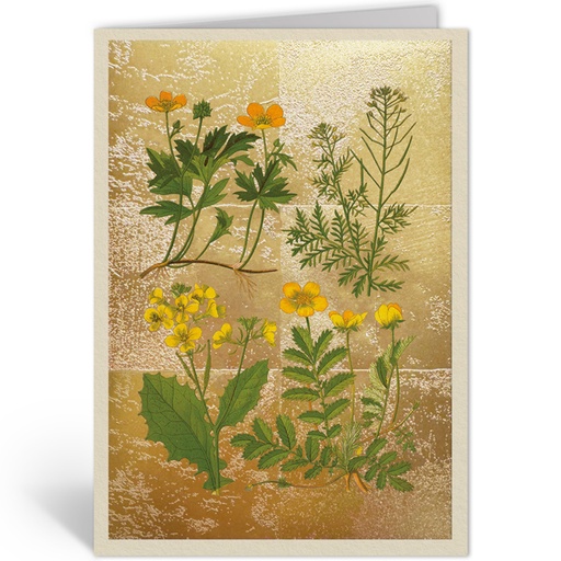 [OHD11988 - NW] WILD MARSH FLOWER