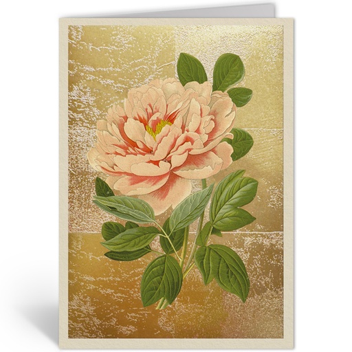 [OHD11996 - NW] TREE PEONY