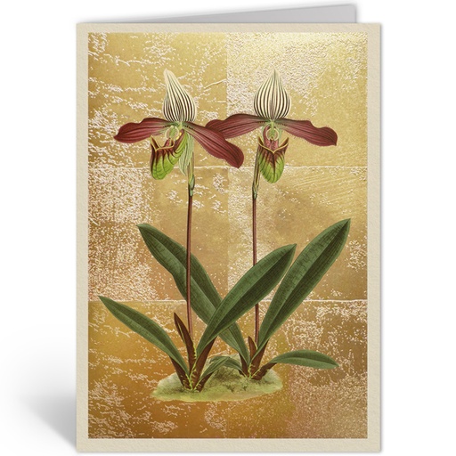 [OHD11985 - NW] CYPRIPEDIUM MEIRAX