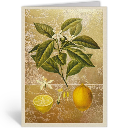 [OHD11986 - NW] LEMONS