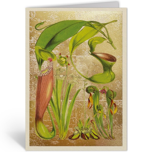 [OHD11998 - NW] PITCHER PLANTS