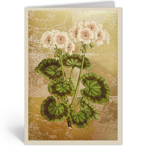 [OHD12000 - NW] GERANIUM