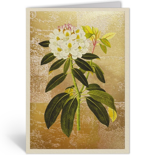 [OHD12005 - NW] RHODODENDRON