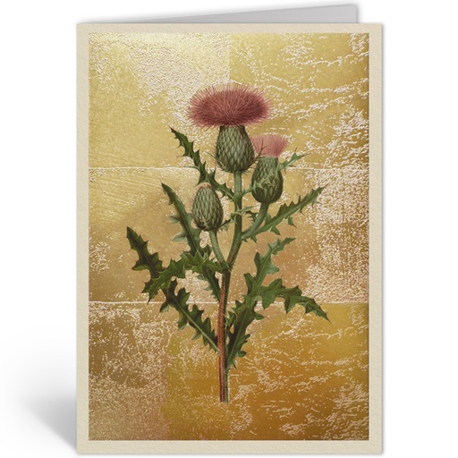 [OHD12002 - NW] THISTLE